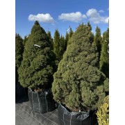 Ялина канадська Дейзі Вайт 1.5 м